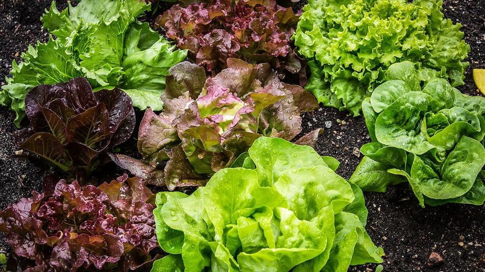 Frisches für den Garten: Was du im Juli noch aussäen kannst