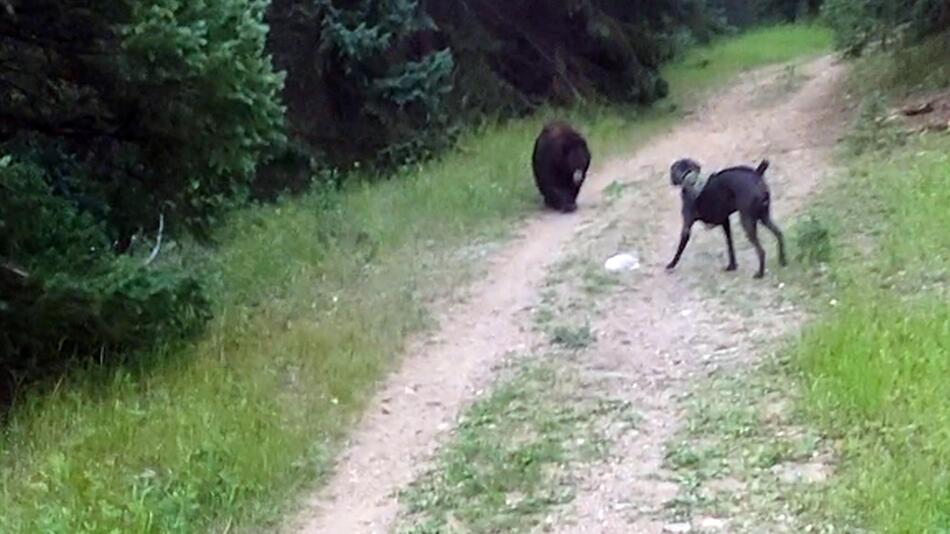 Bär und Hund