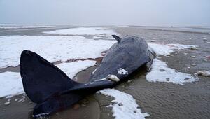 Pottwal in Dänemark gestrandet