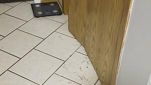 Mutter kann es nicht fassen: Tochter versteckt zwei Kaninchen im Kleiderschrank