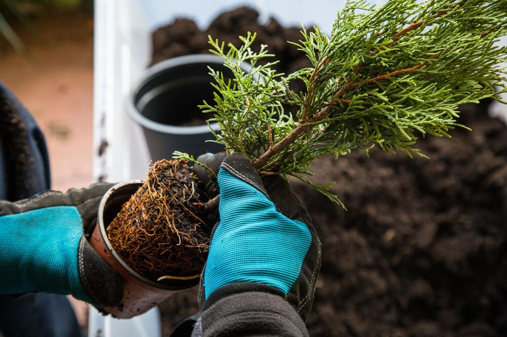 Ein Mann pflanzt eine Thuja