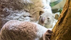 Nachwuchs bei den Koalas im Leipziger Zoo