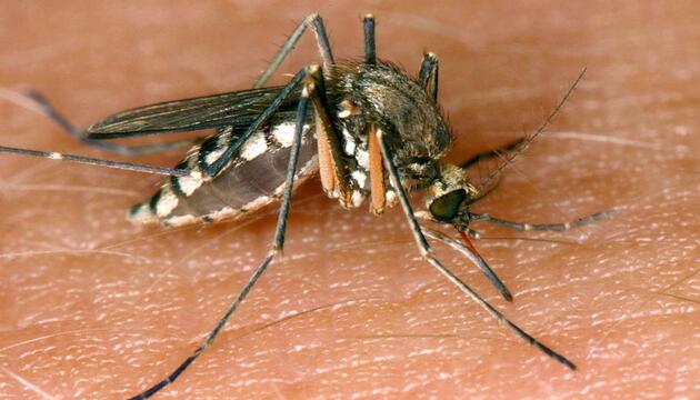 26 Infektionen mit West-Nil-Virus in Deutschland