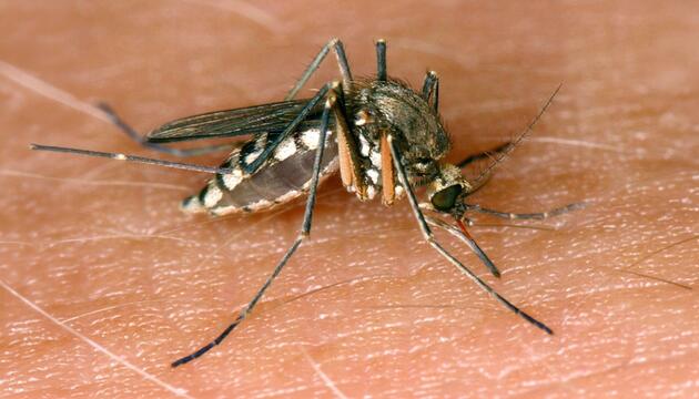 26 Infektionen mit West-Nil-Virus in Deutschland