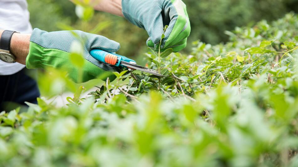 Person schneidet eine Hecke