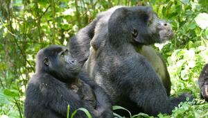 Berggorillas in Uganda
