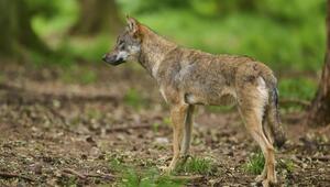 Junger Wolf