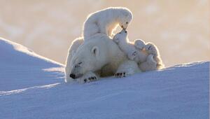 schlafende Eisbärmutter mit zwei Jungen