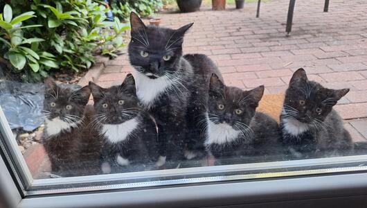 Katze Mäuschen mit ihren Jungen