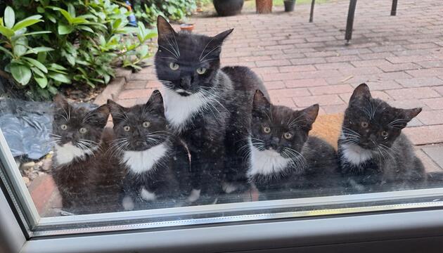 Katze Mäuschen mit ihren Jungen