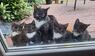 Katze Mäuschen mit ihren Jungen