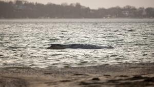 Gestrandeter Wal am Timmendorfer Strand