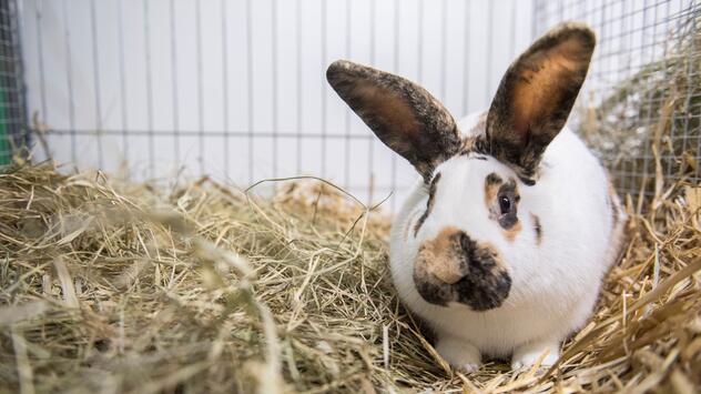 Ein Kaninchen auf Stroh im Käfig