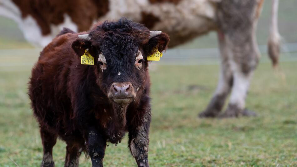 Mini-Stier Napoleon auf Gnadenhof in Wörth