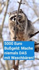 Das darfst du niemals mit Waschbären machen