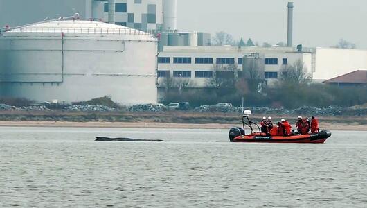 Befreiter Buckelwal strandet erneut