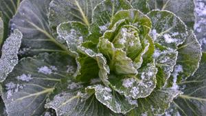 gemüse frost ernten winter