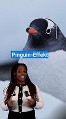 Das ist der Pinguin-Effekt