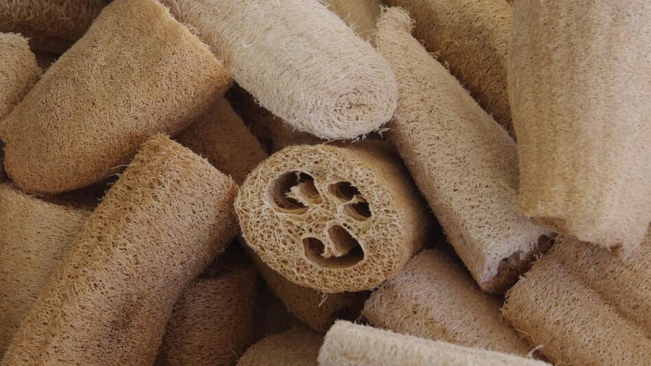 luffa gurke