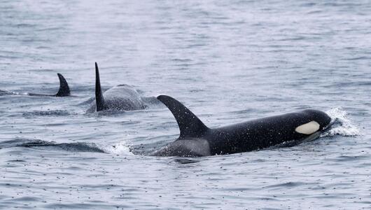 Orcas schwimmen vor der Halbinsel Shiretoko