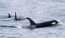 Orcas schwimmen vor der Halbinsel Shiretoko