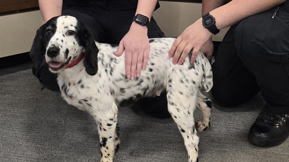 Cocker Spaniel Daisy kehrt heim