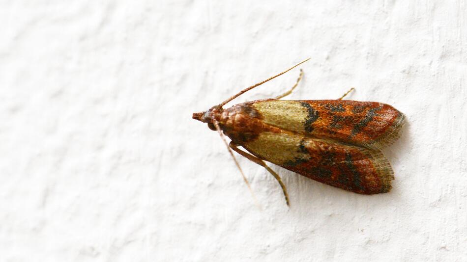 Eine Dörrobstmotte (Plodia interpunctella)