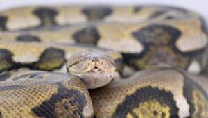 Netzpython