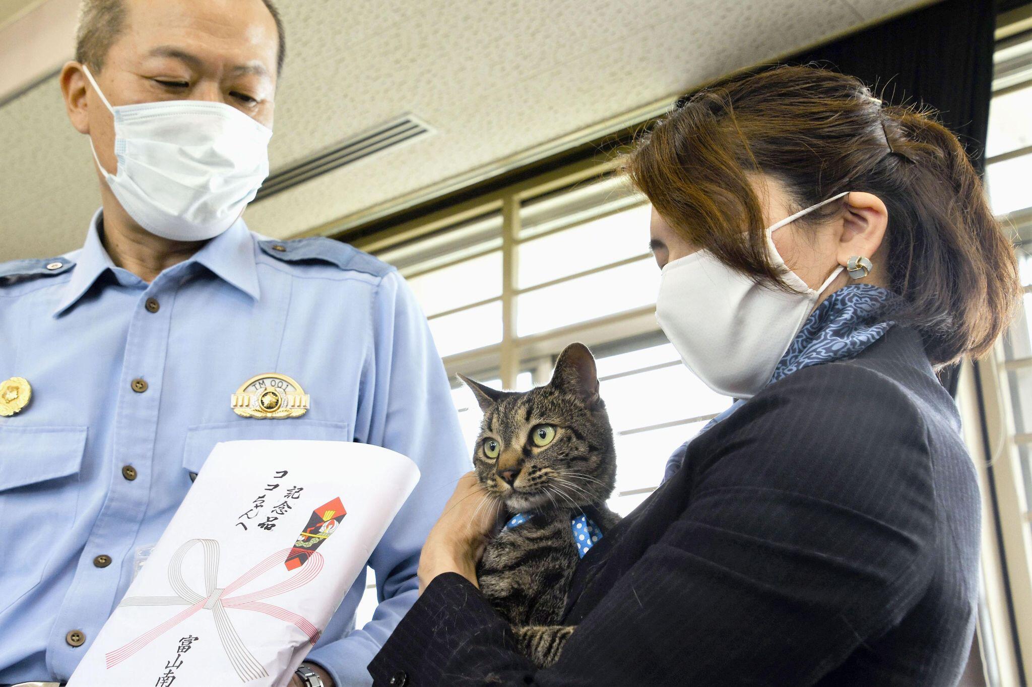 Включи котик люди. Кошка Коко в Японии. Кот полицейский. Японский полиция кошка. Полиция Японии.
