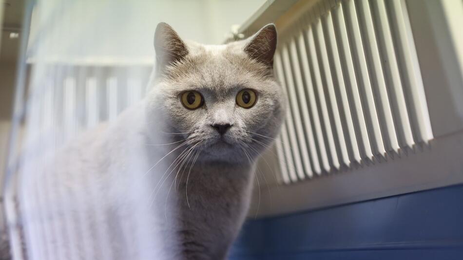 Katze schaut beim Tierarzt aus einer Transportbox