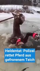 Polizei rettet Pferd aus gefrorenem Teich