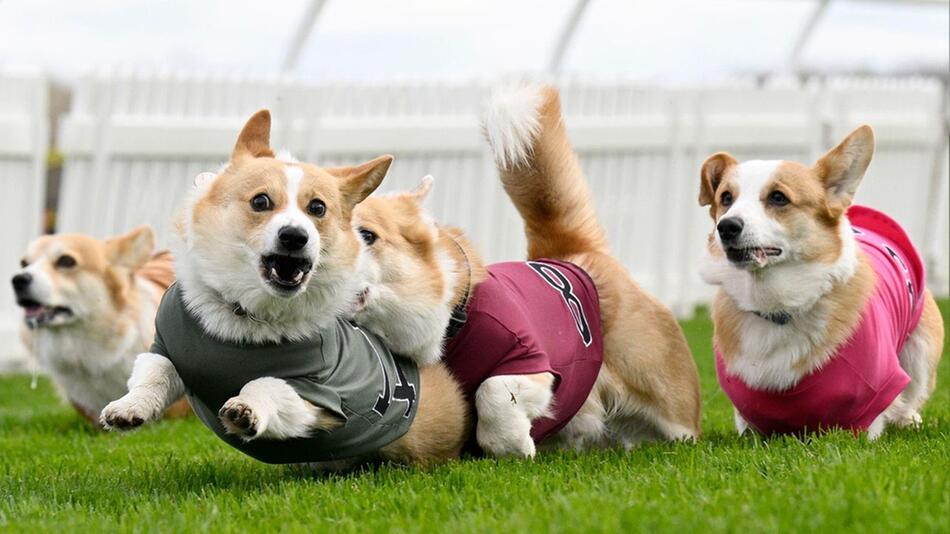 Großes Rennen auf kleinen Beinen: Corgis laufen in Schottland um die Wette
