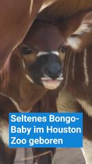 Seltenes Bongo-Baby ist im Houston Zoo geboren