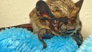 Zweifarbfledermaus "Zollivia" überwintert bei Tierschutzverein