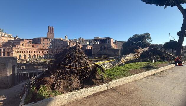Umgestürzte Pinie im historischen Zentrum Roms