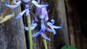 verpiss dich pflanze