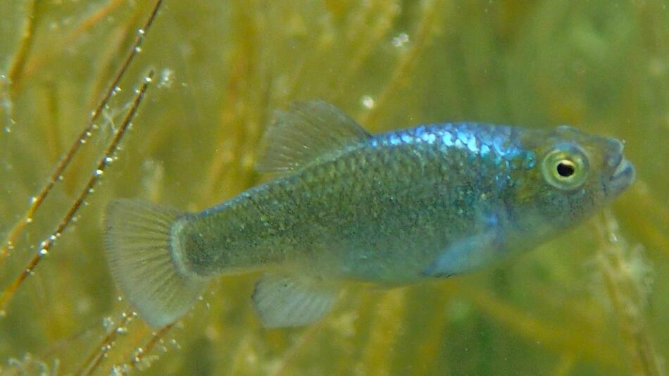 Bahaman Pupfish