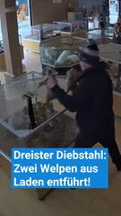 Dreister Diebstahl: Welpen aus Laden entführt!