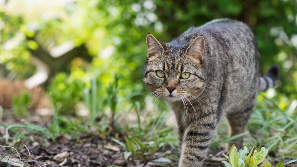 Katze streift durch einen Garten