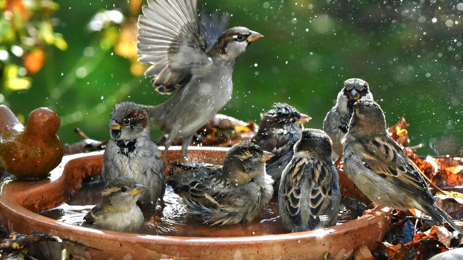 Haussperlinge baden in einer Vogeltränke