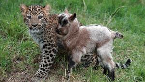 junger Leopard und eine kleine Bergziege 