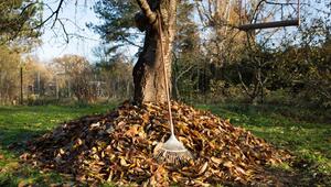 Herbstlaub im Garten