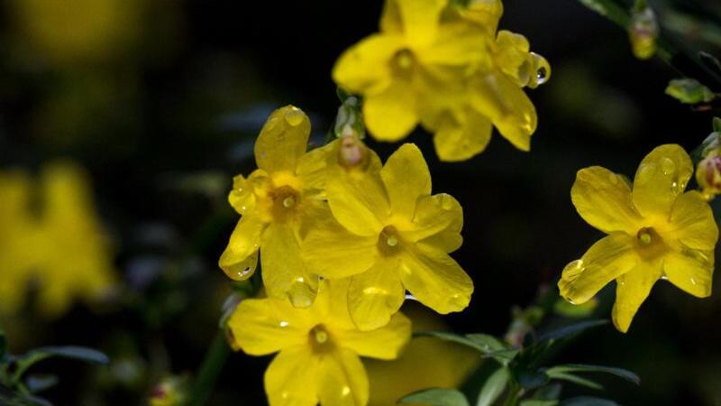 Blüten im Dezember