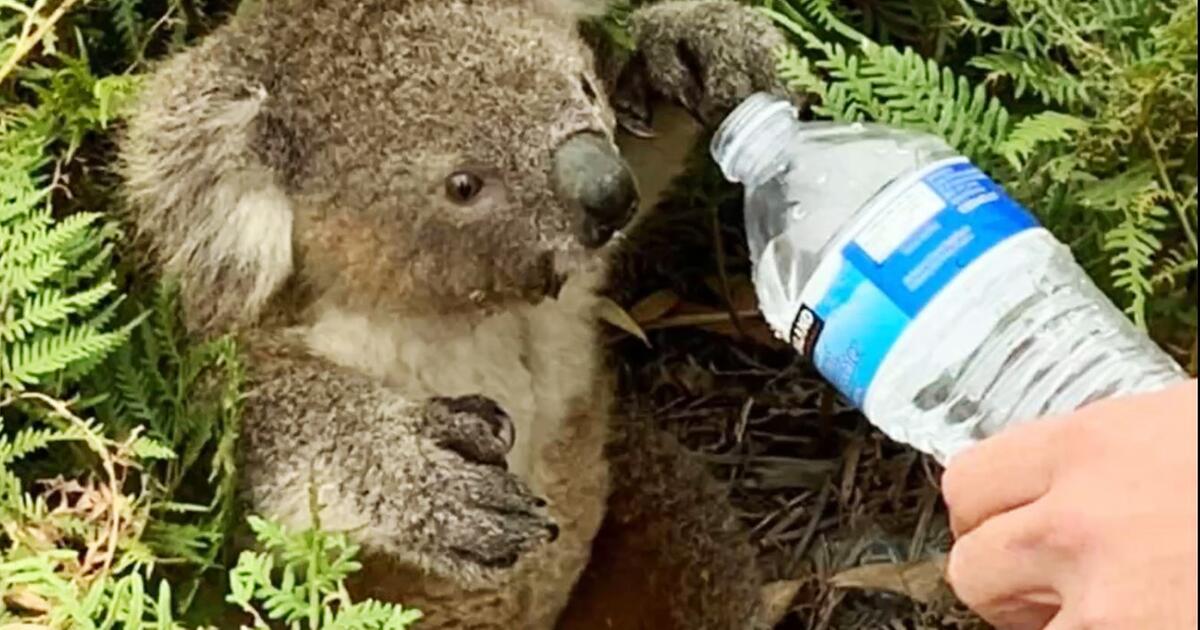 Australien Fahrer rettet durstigen Koala GMX.AT
