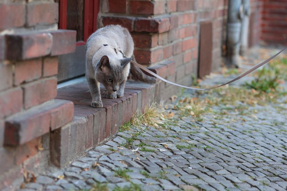 Eine Katze wird an einer Leine geführt