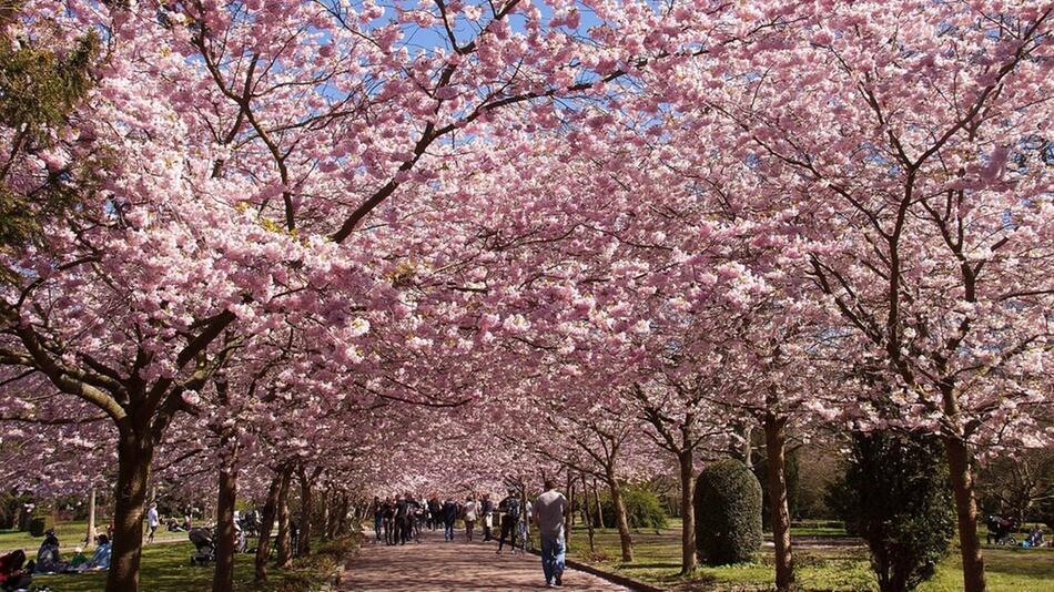 kirschblüte deutschland