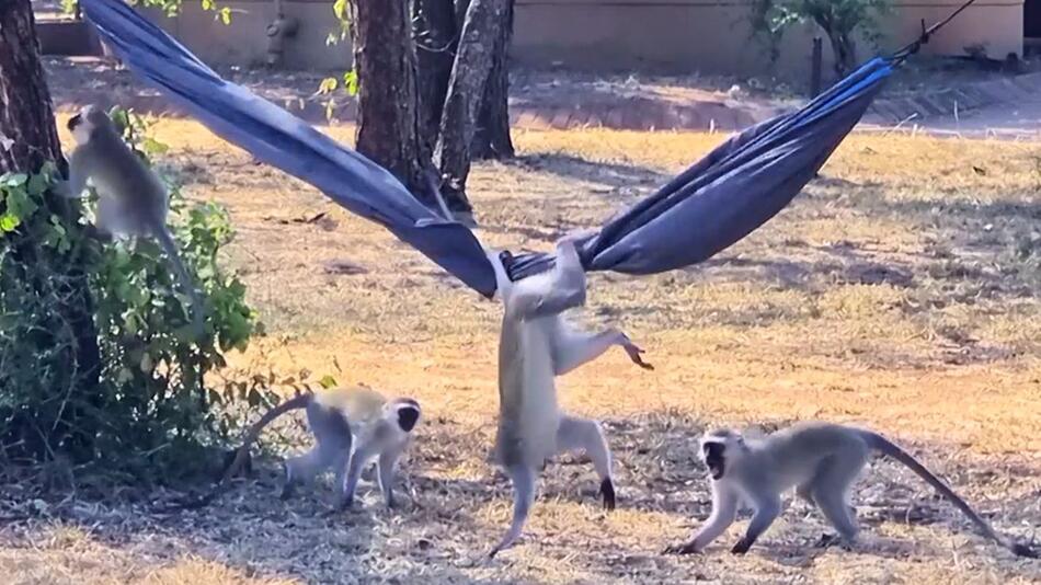 Wilde Affenbande: Grünmeerkatzen übernehmen Hängematte