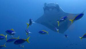 Mantarochen