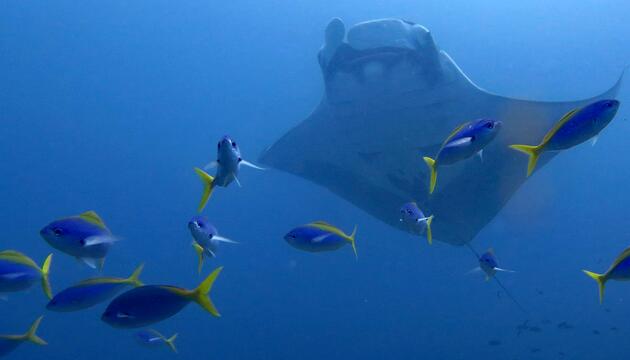 Mantarochen