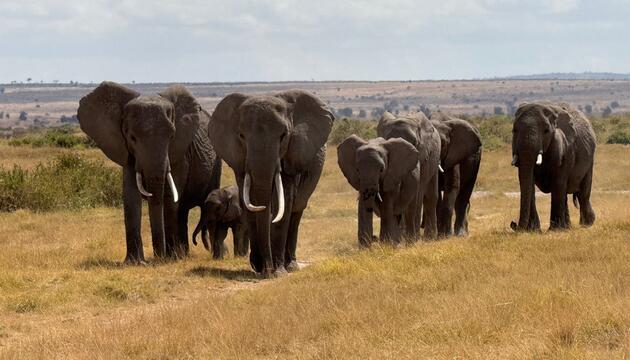Elefanten im Amboseli-Nationalpark